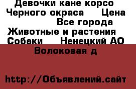 Девочки кане корсо. Черного окраса.  › Цена ­ 65 000 - Все города Животные и растения » Собаки   . Ненецкий АО,Волоковая д.